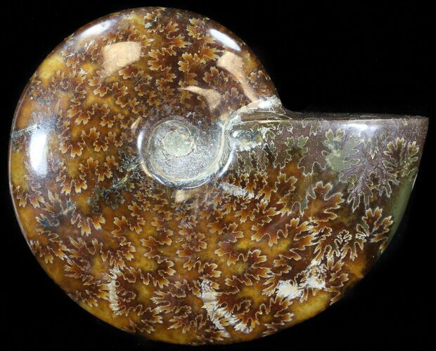Cleoniceras Ammonite Fossil - Madagascar #44462
